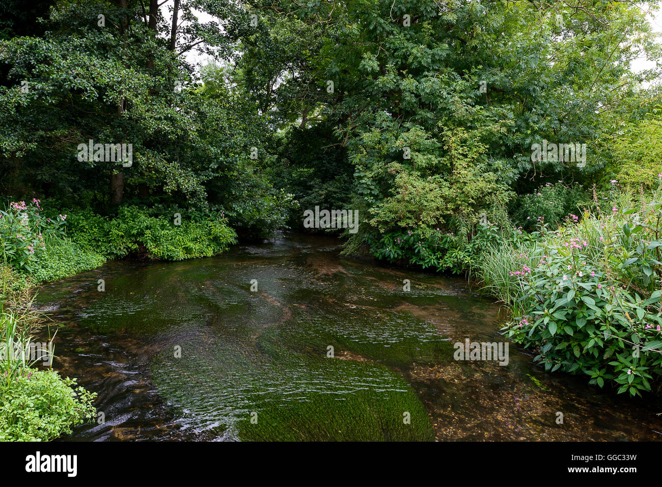 Photos de l'heure d'été à un projet de restauration du site de Chalk stream après dix ans de carrière. Parc Panshanger, Welwyn, UK Banque D'Images