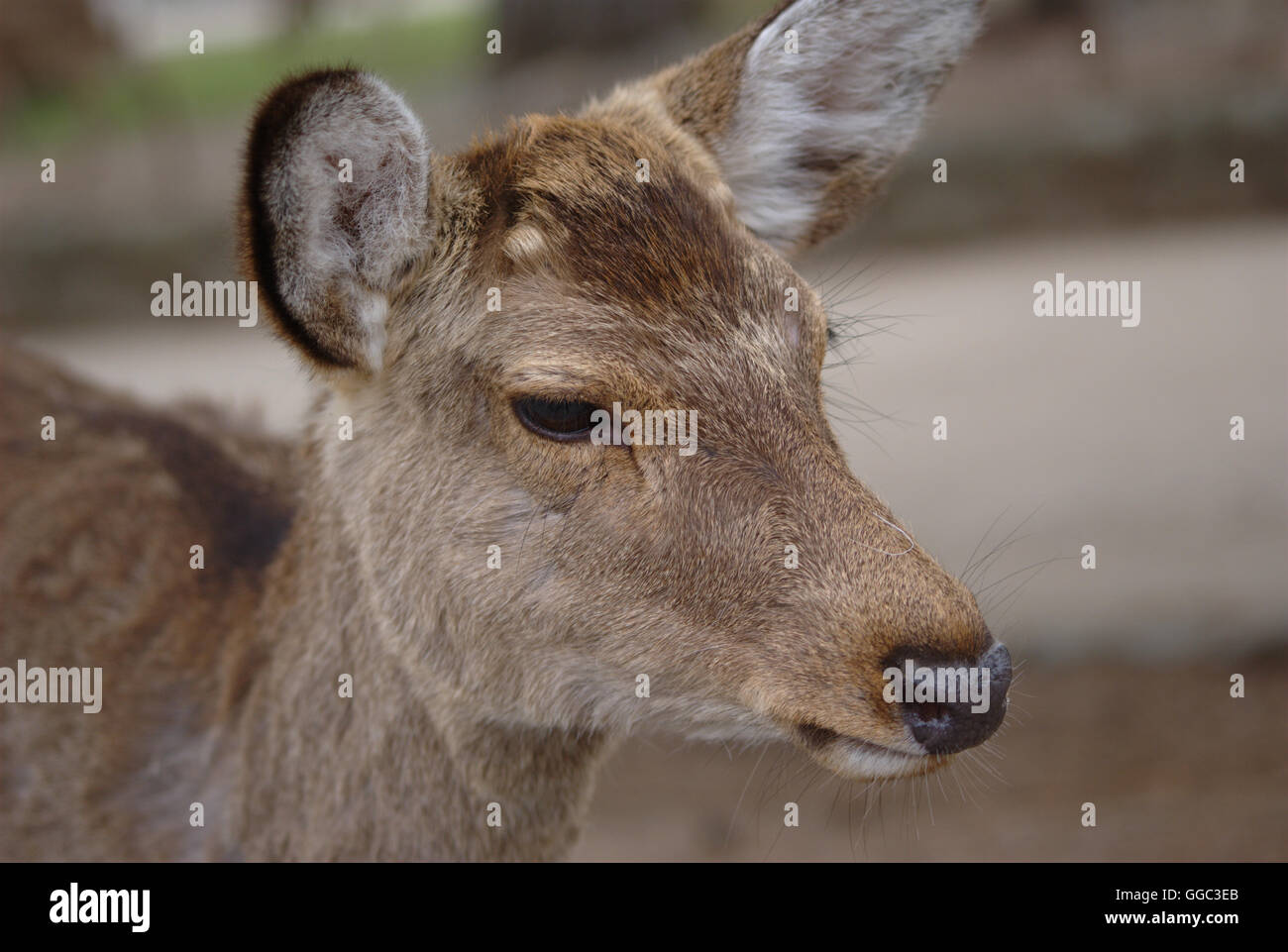 Deer à Nara, Japon Banque D'Images