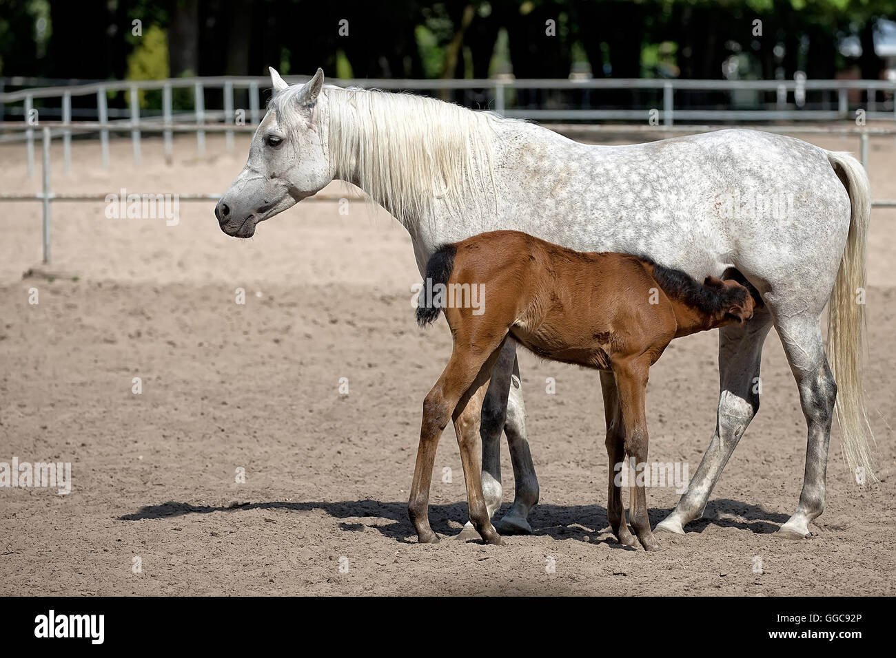 Mare avec poulain dans la prairie Banque D'Images
