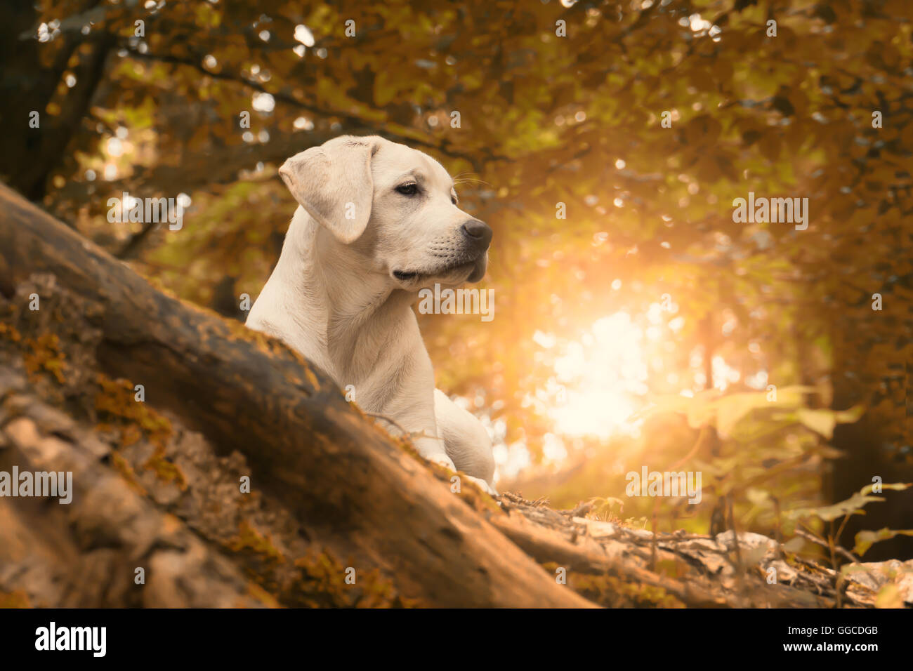 Un chiot labrador dans la forêt à l'aube de l'été à pied - proche de l'automne Banque D'Images