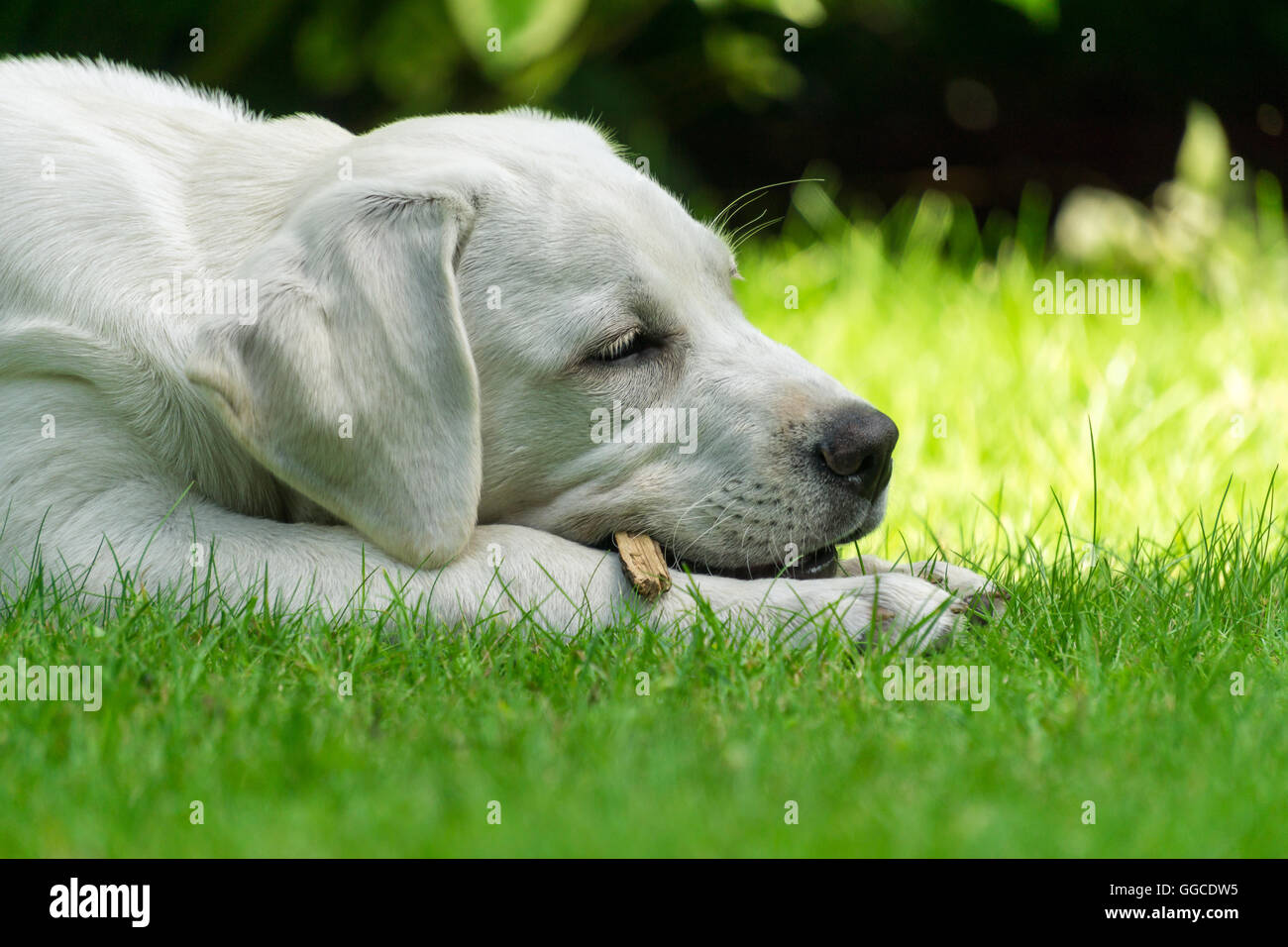 Labrador, chiot mâchant sur un bâton Banque D'Images