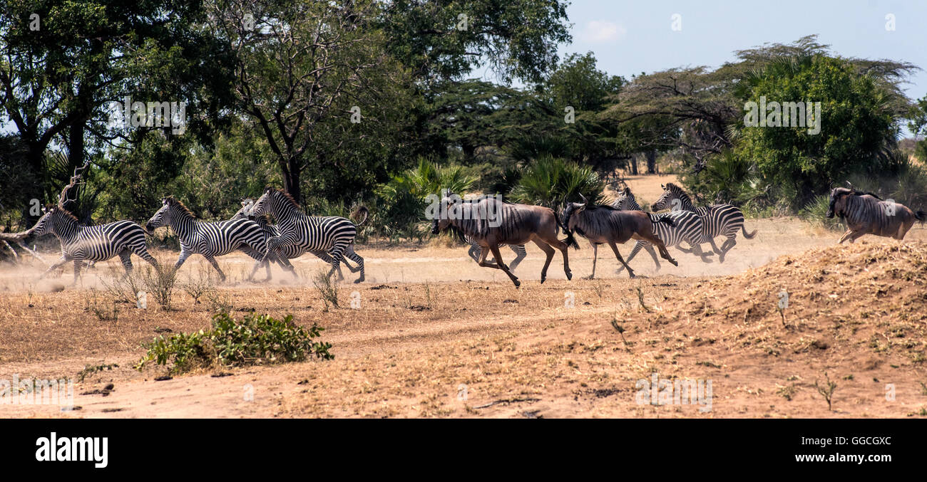 Un troupeau de zèbre de Burchell ruent près du lac Manze en Tanzanie Banque D'Images