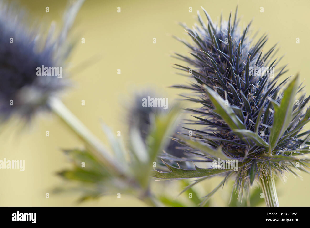 Scotland's purple thistle flower Jane Ann Butler Photography JABP1518 Banque D'Images