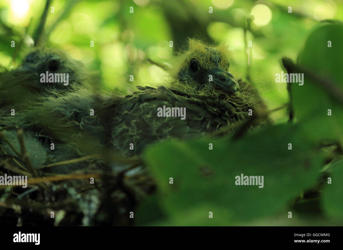 Baby Pigeon Banque D Image Et Photos Alamy Baby Pigeon Banque D Image Et Photos Alamy