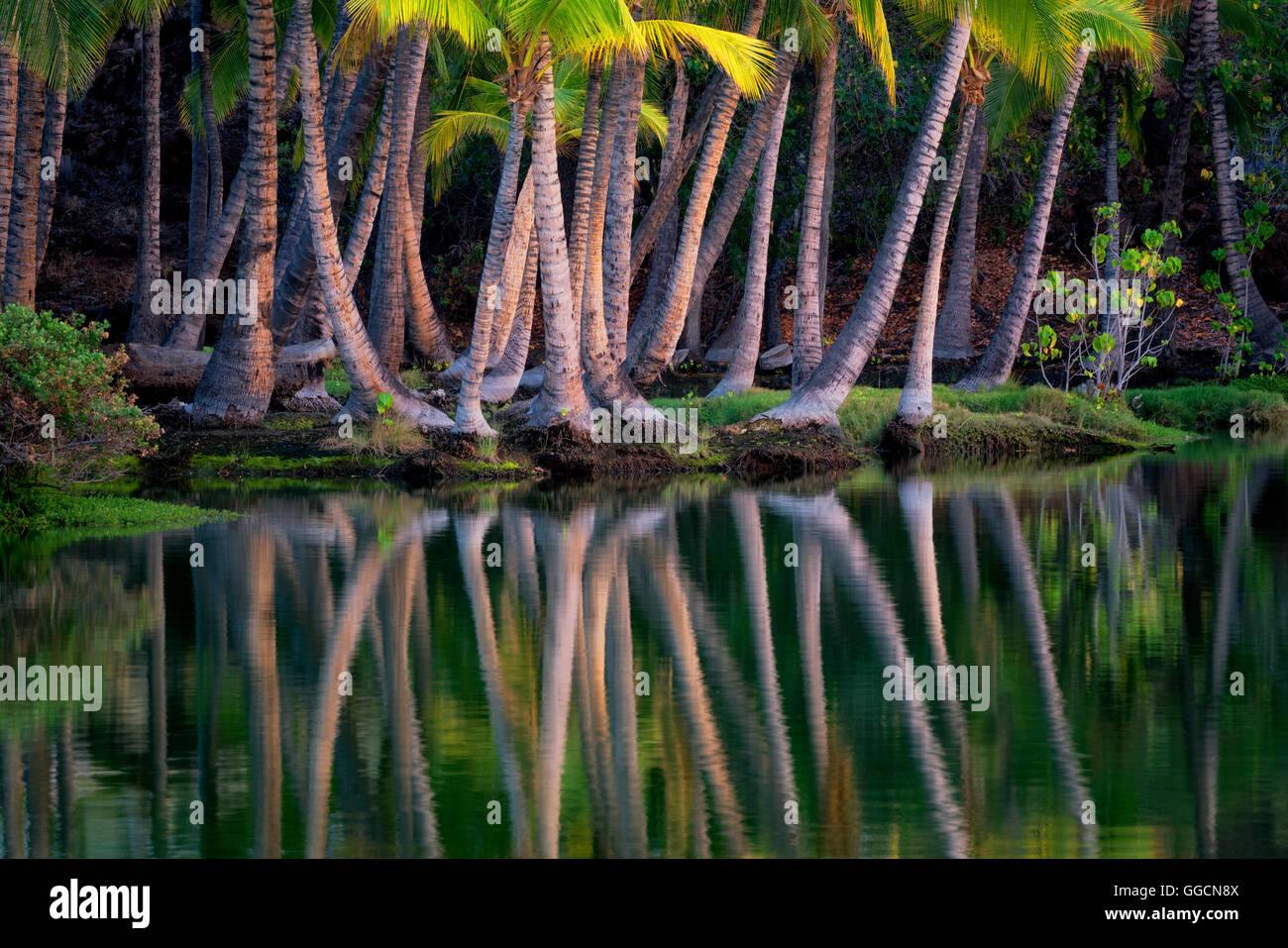 Palm arbres se reflétant dans l'eau d'Lahuipua Kaaiopio et un des étangs. Hawaii Island Banque D'Images