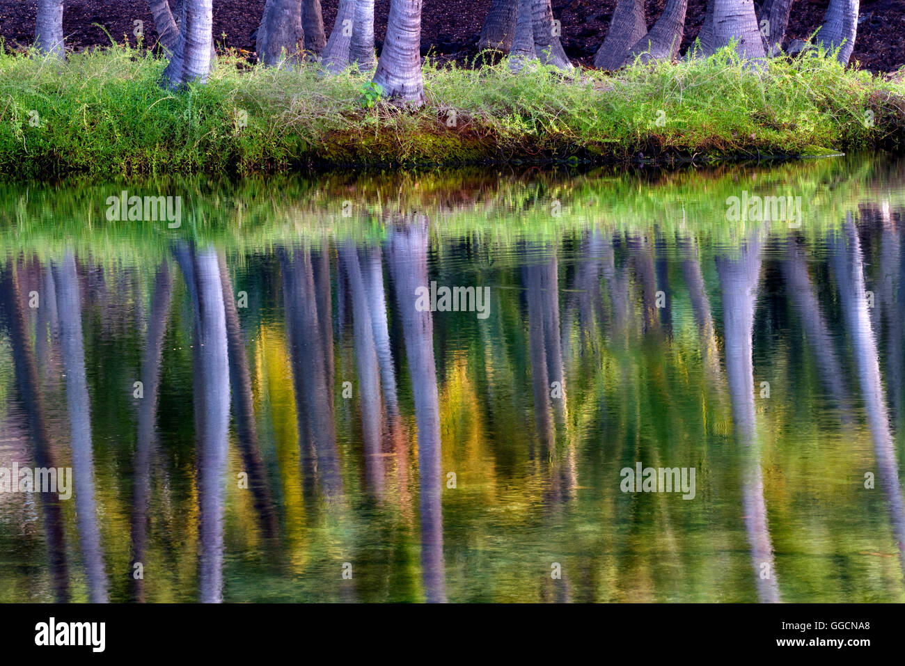 Palm arbres se reflétant dans l'eau d'Lahuipua Kaaiopio et un des étangs. Hawaii Island Banque D'Images