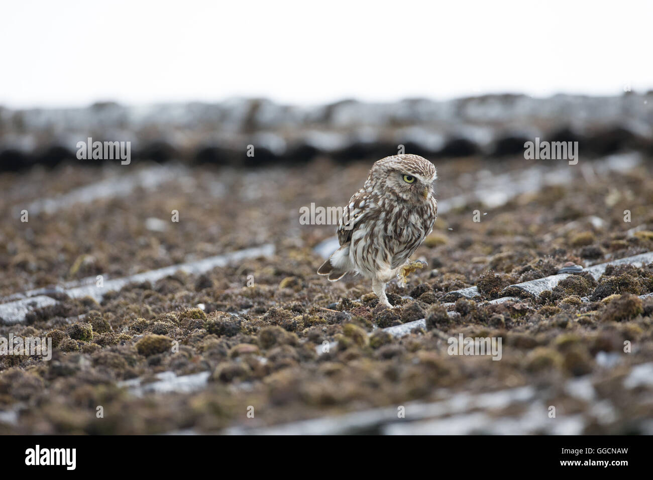 Chouette chevêche (Athene noctua) s'exécutant sur un toit de grange sur une ferme dans le Worcestershire, Angleterre, Royaume-Uni. Banque D'Images