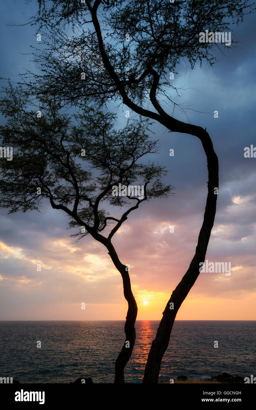 Arbre et le coucher du soleil. L'Hapuna côte. Hawaii Island Banque D'Images