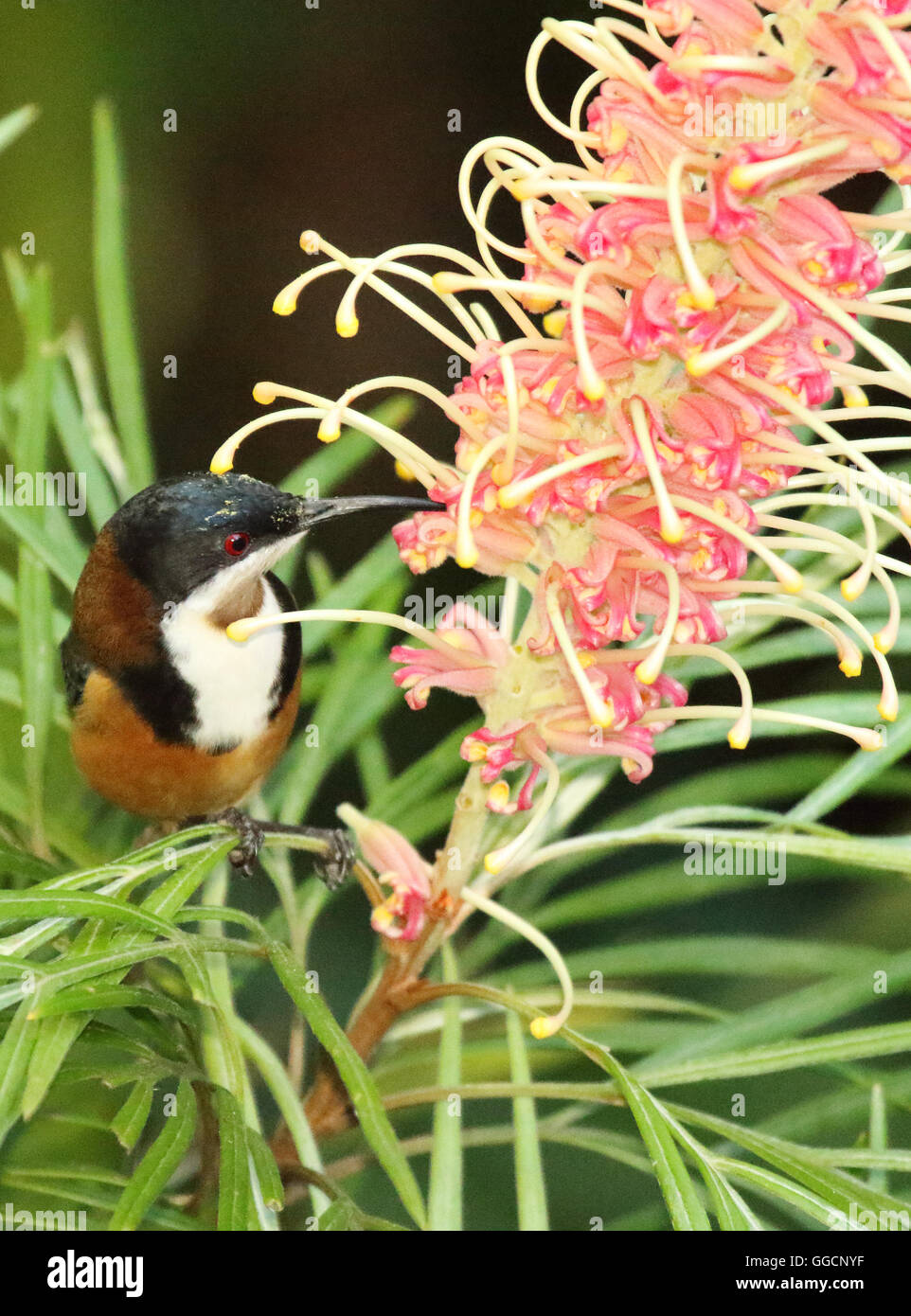 L'est un Spinebill se nourrissant de fleurs colorées. Banque D'Images