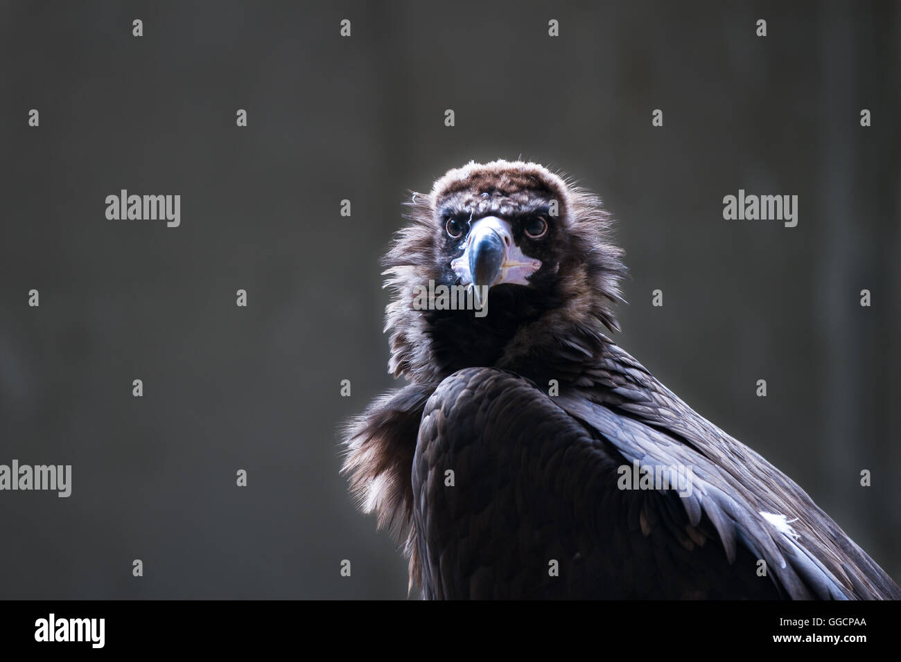 Cinereous Vulture dans un rétro-éclairage Banque D'Images