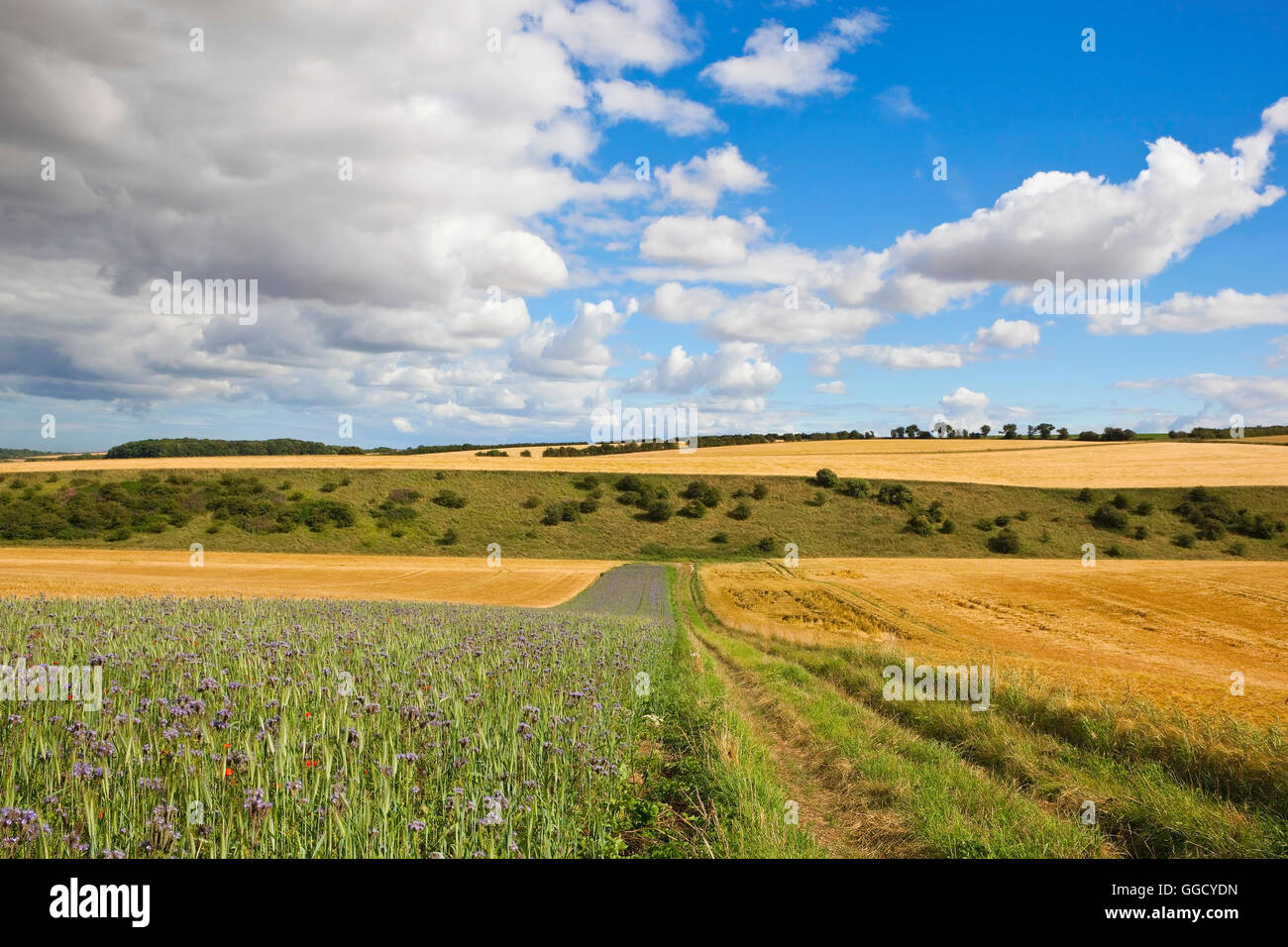 Une vue vers le bas d'une colline avec voie ferme fleurs violet phacélie, cultures de céréales et de collines patchwork en été. Banque D'Images