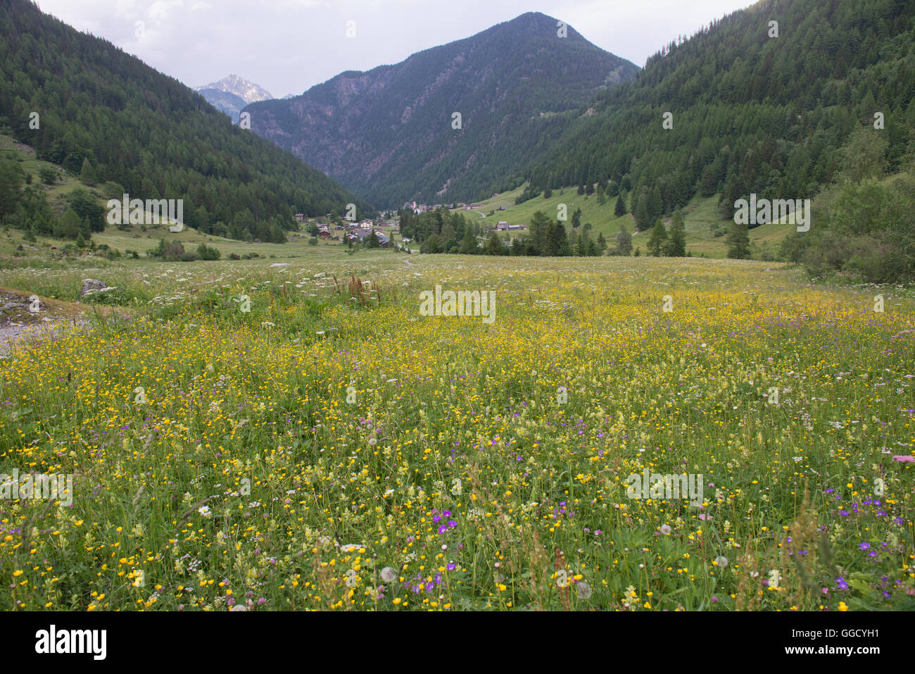 Fleurs des champs d'entrer dans le village de Trient le long de la Haute Route trek, Suisse. Banque D'Images