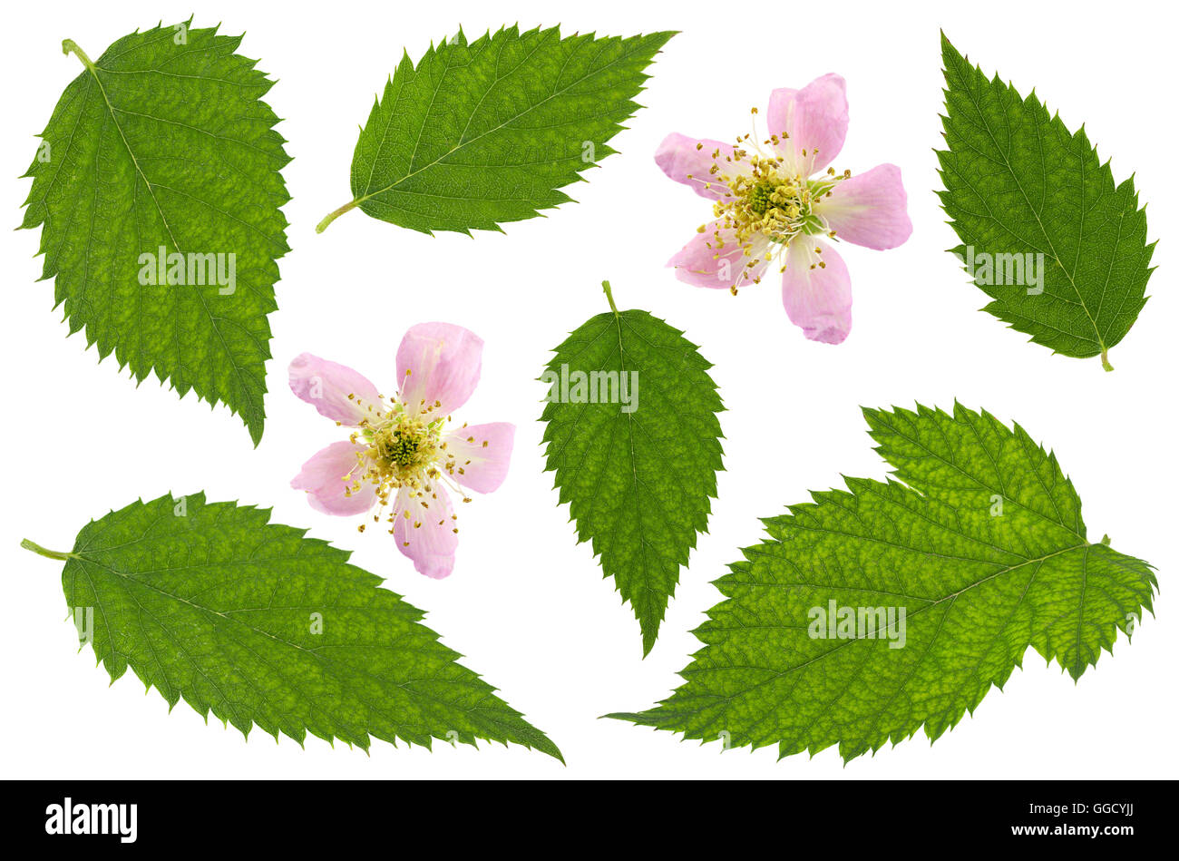 Blackberry Blossom bouquet de fruits isolé sur fond blanc Banque D'Images