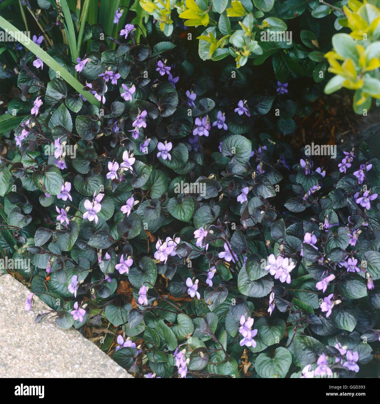 Viola riviniana - Groupe Purpurea ALP069281 Banque D'Images