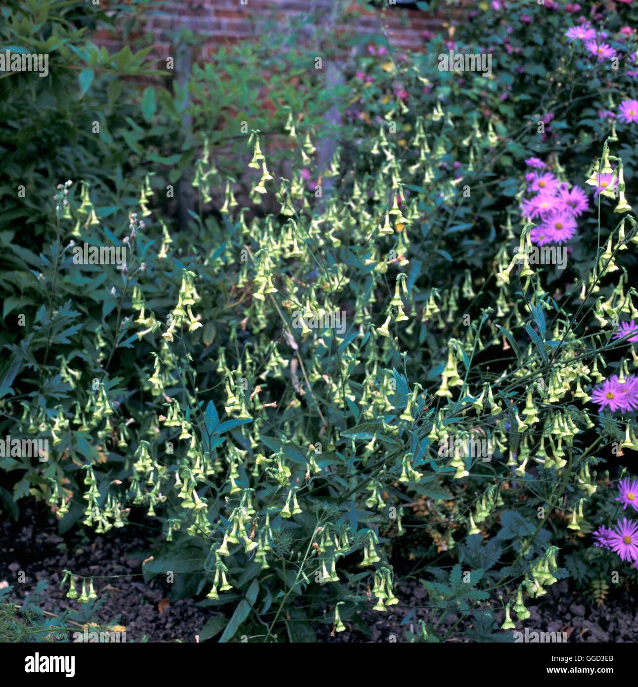 Nicotiana langsdorffii AGA Date : 30.06.08 ANN000904 Banque D'Images