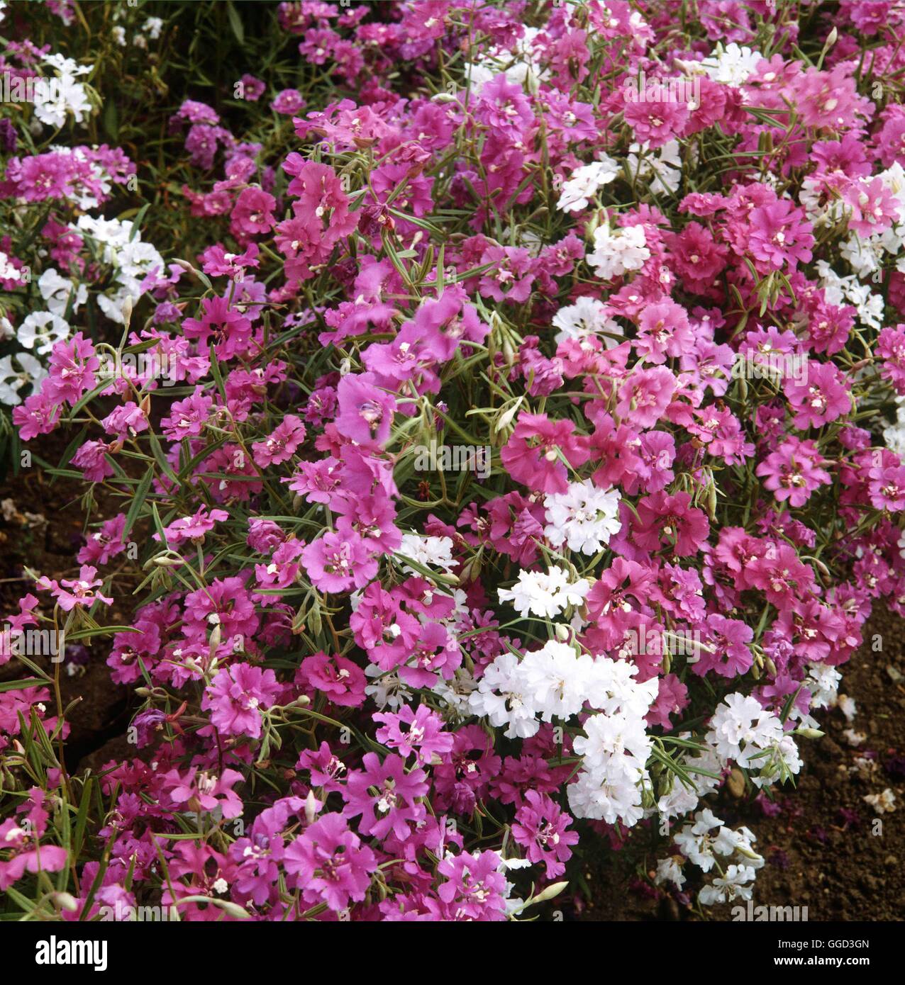Clarkia pulchella - 'Filigree' ANN026757 Banque D'Images