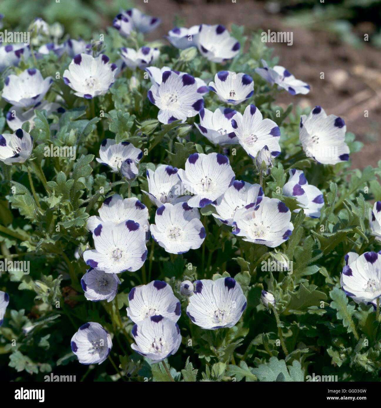 Five Spot Nemophila Banque D Image Et Photos Alamy