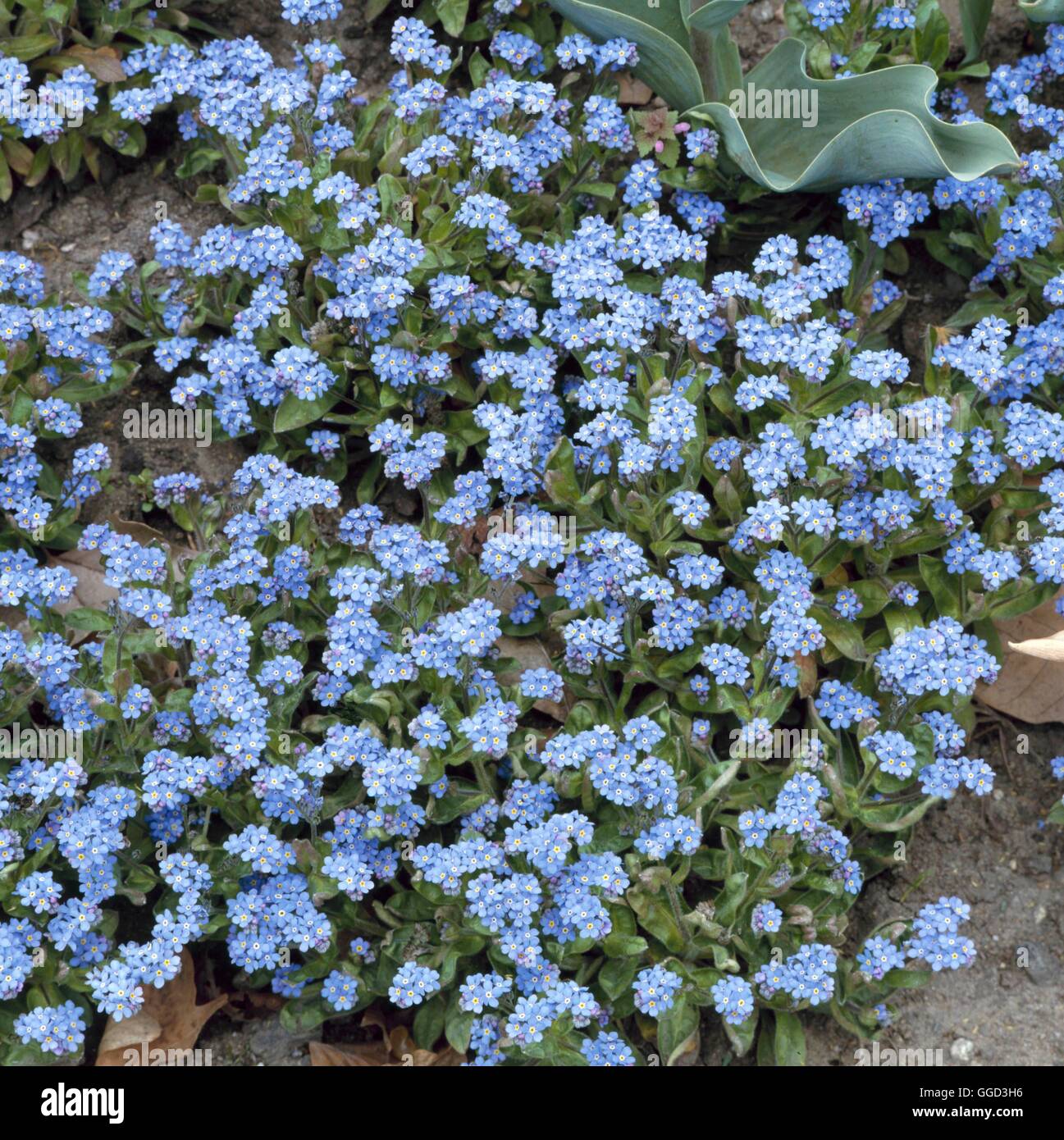 Myosotis sylvatica - forget-me-not ANN033573 Banque D'Images