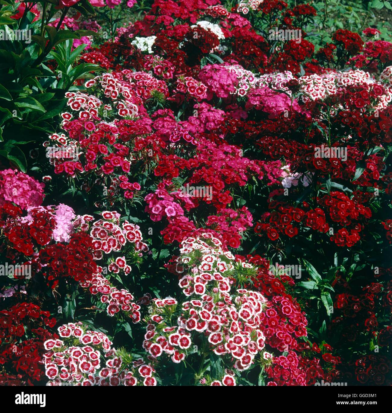 Dianthus barbatus - Sweet William Ann047222 Banque D'Images