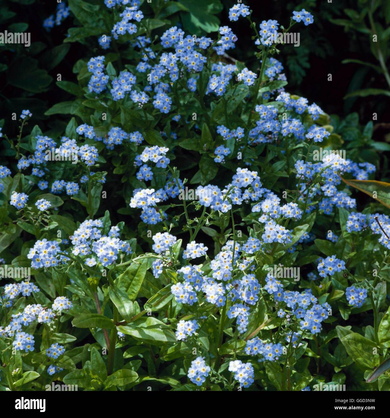 Myosotis scorpioides Myosotis - ANN056726 Banque D'Images