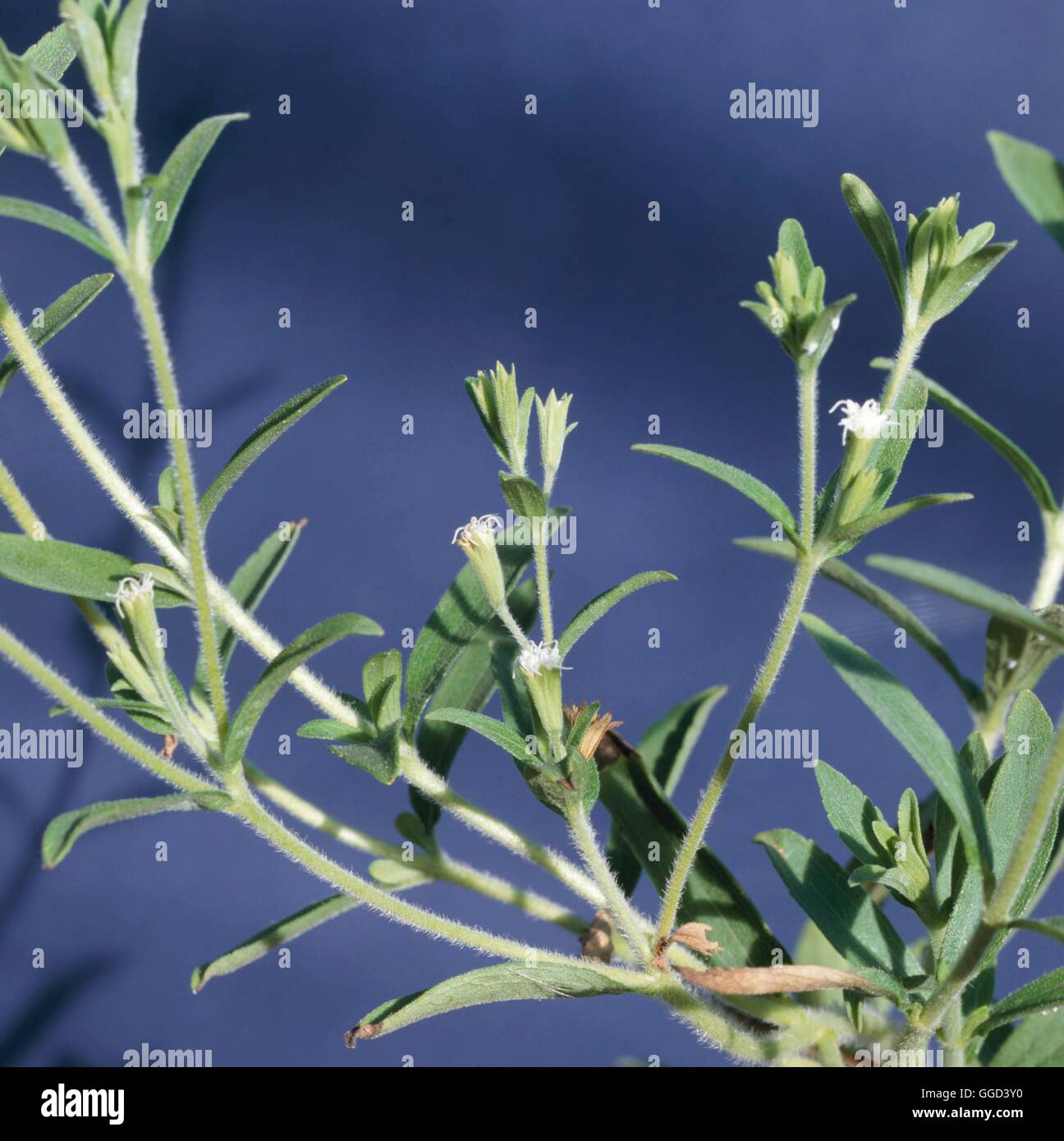 Le Stevia rebaudiana ANN098553 Banque D'Images