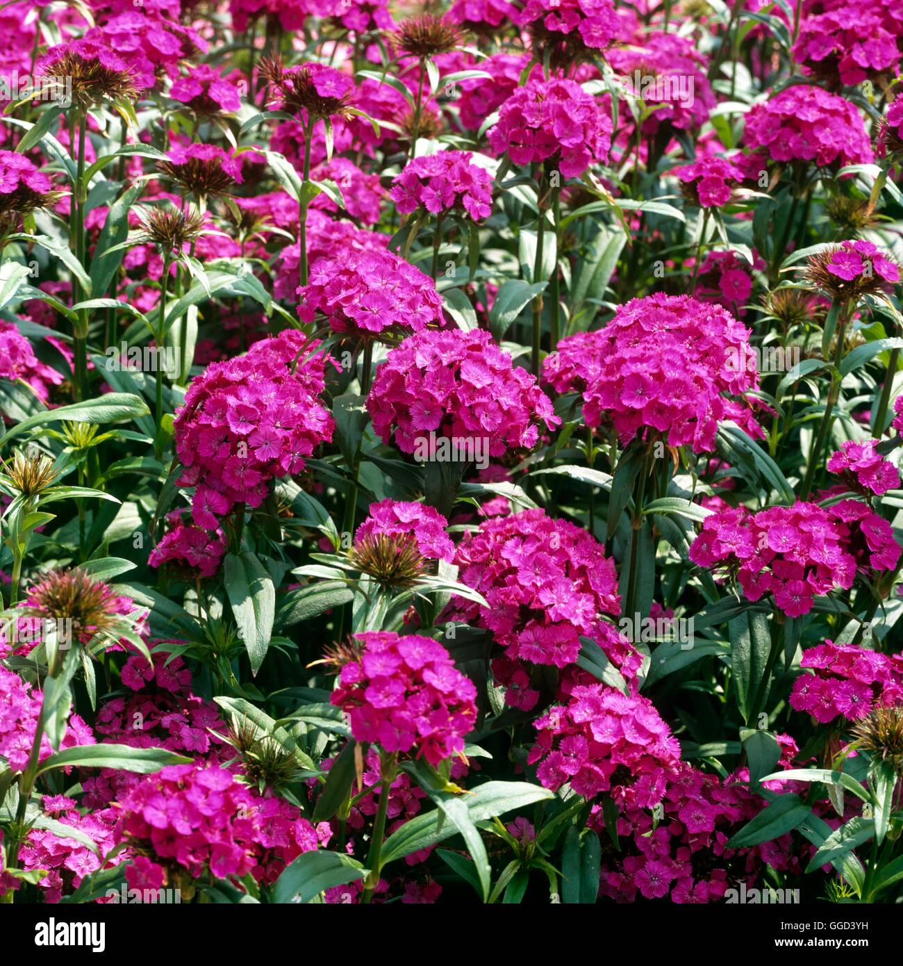 Dianthus barbatus - 'Noverna Purple' Sweet William Ann103329 photo' Banque D'Images