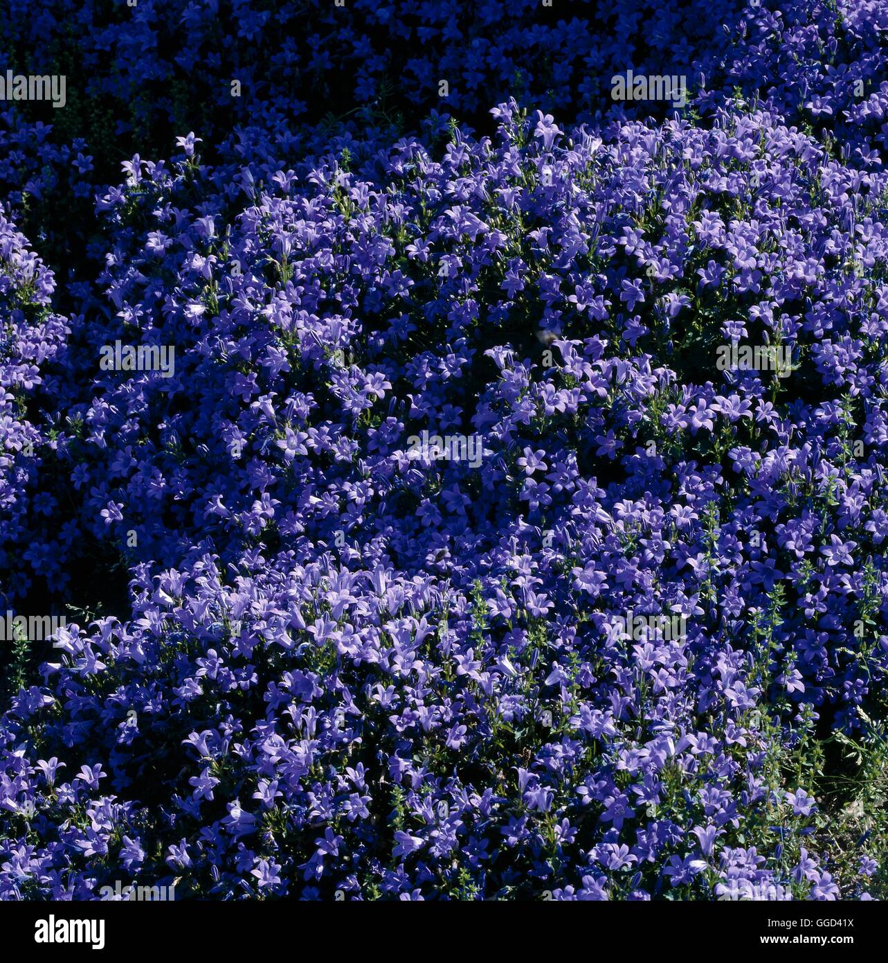 CAMPANULA PORTENSCHLAGIANA Syn Campanula muralis AGA Date : 18/08/2008 Photos Horticu APL068297 Banque D'Images