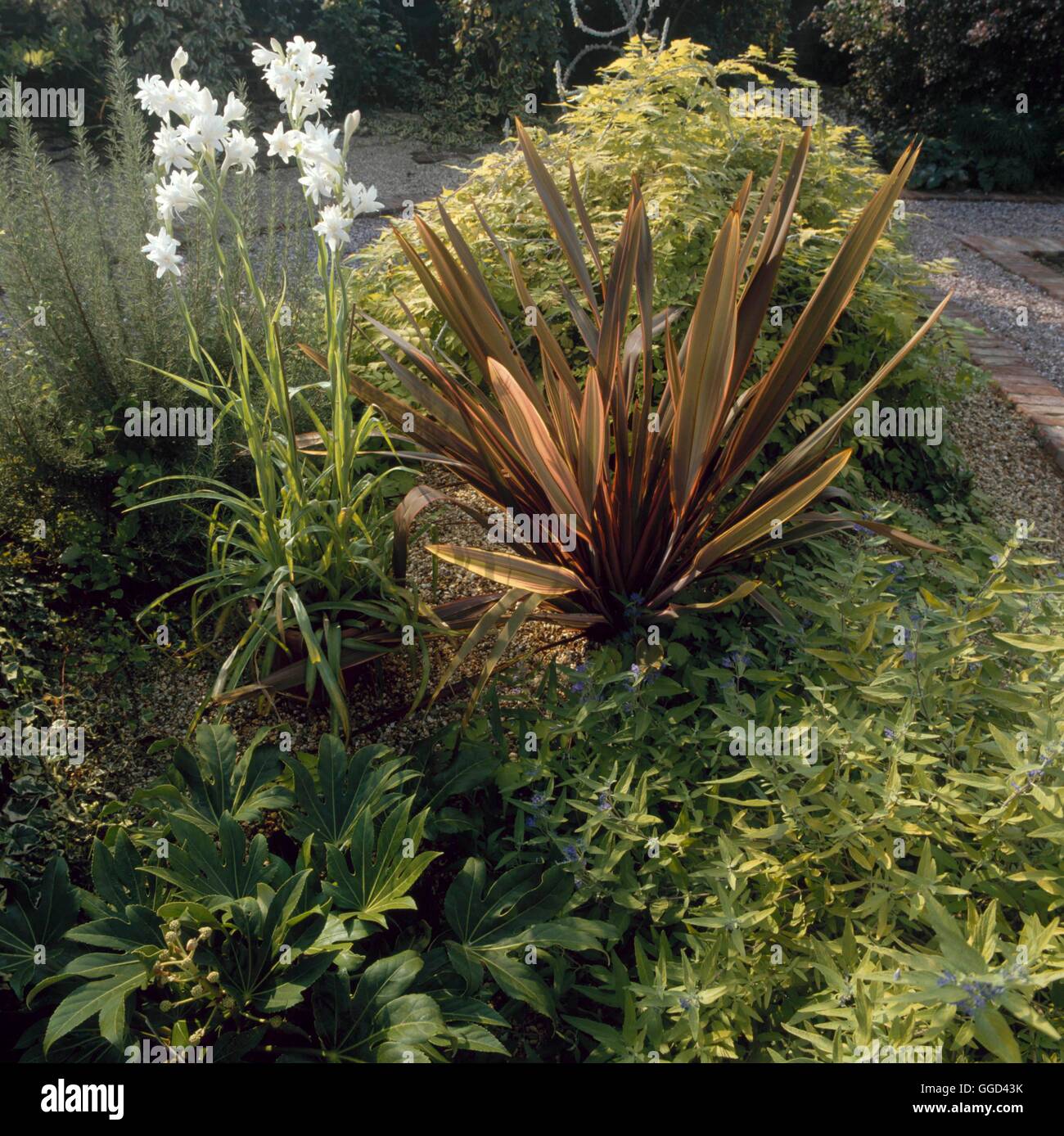 Jardin d'automne - avec récipient de Polianthes placé entre Rosmarinus Caryopteris Rubus Phormium et Fatsia AUB Banque D'Images