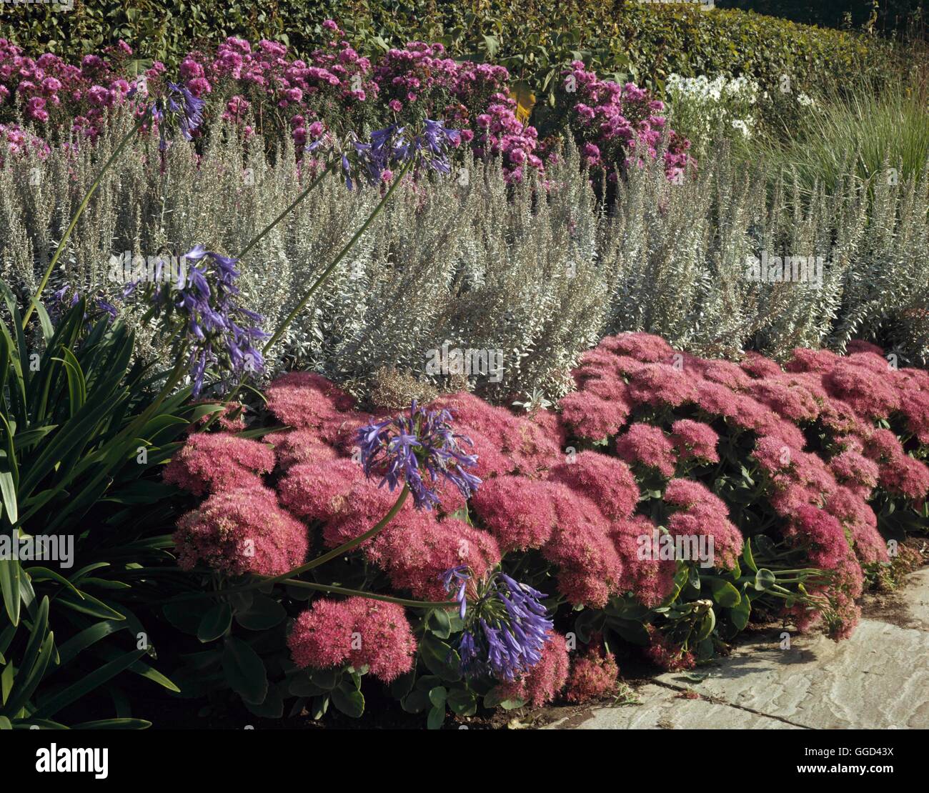 Jardin d'automne - de Sedum Agapanthus Artemisia & Asters (photos : Photos/ horticoles RHS Wisley Gardens) Ref : PHST Banque D'Images