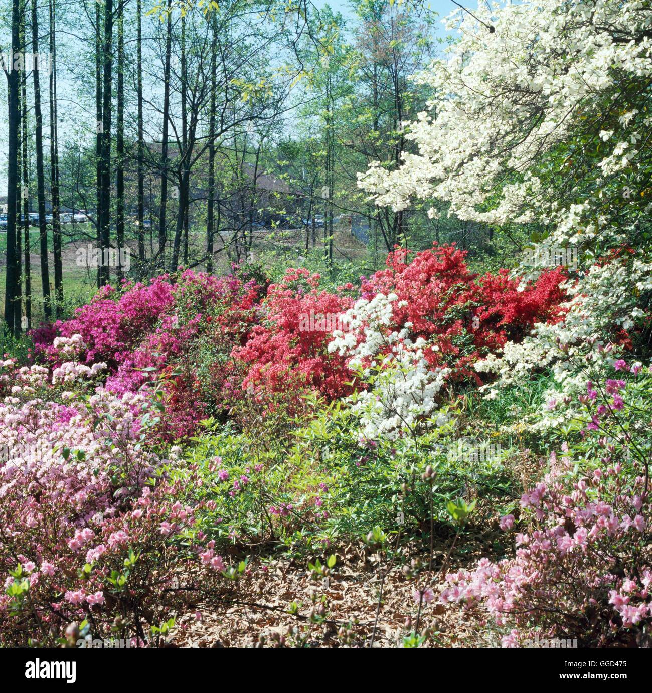 Azalea Garden - avec Cornus- en Caroline du Nord USA AZG032266 Banque D'Images