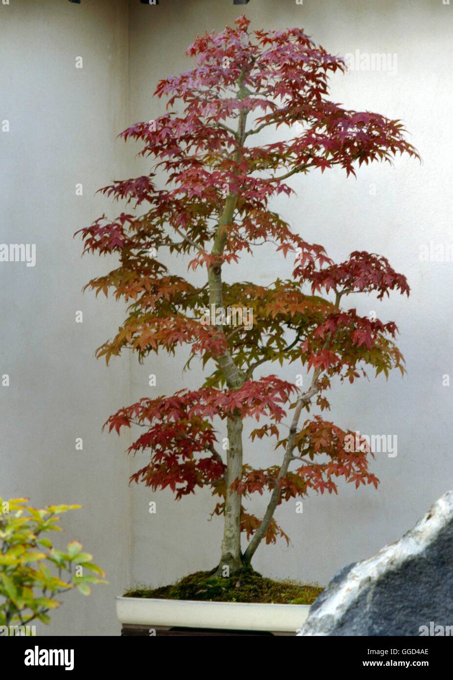 Bonsai - Acer palmatum 'Deshojo' (photos : Photos Hort/ Salmsbury Bonsai) BON011750 Phot Banque D'Images