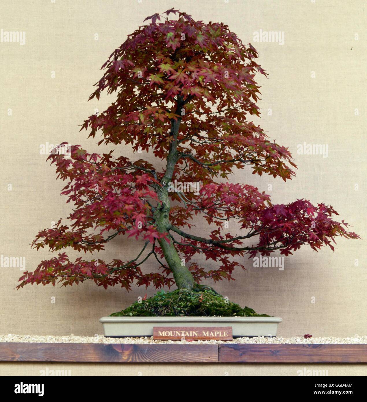 Bonsai - Acer spicatum érable à épis BON061339 Banque D'Images