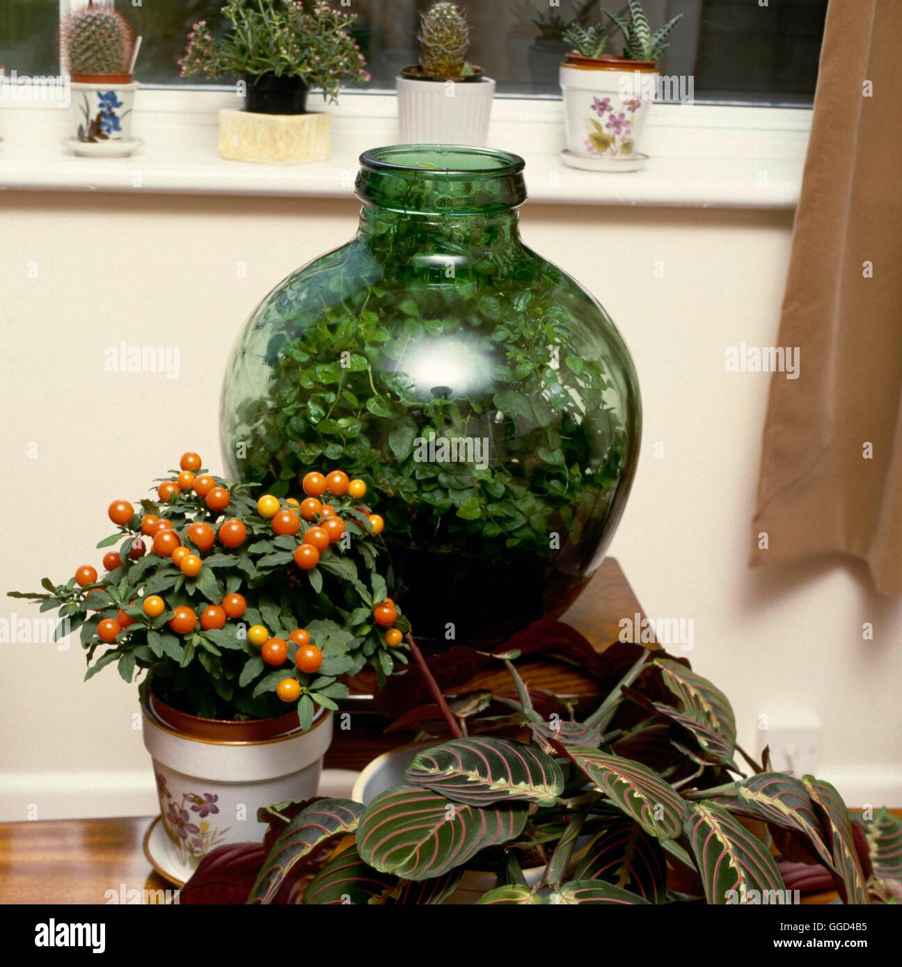 Jardin/bouteille - terrarium avec Solanum et Maranta en premier plan BOT Photos Horticultura017623 Banque D'Images