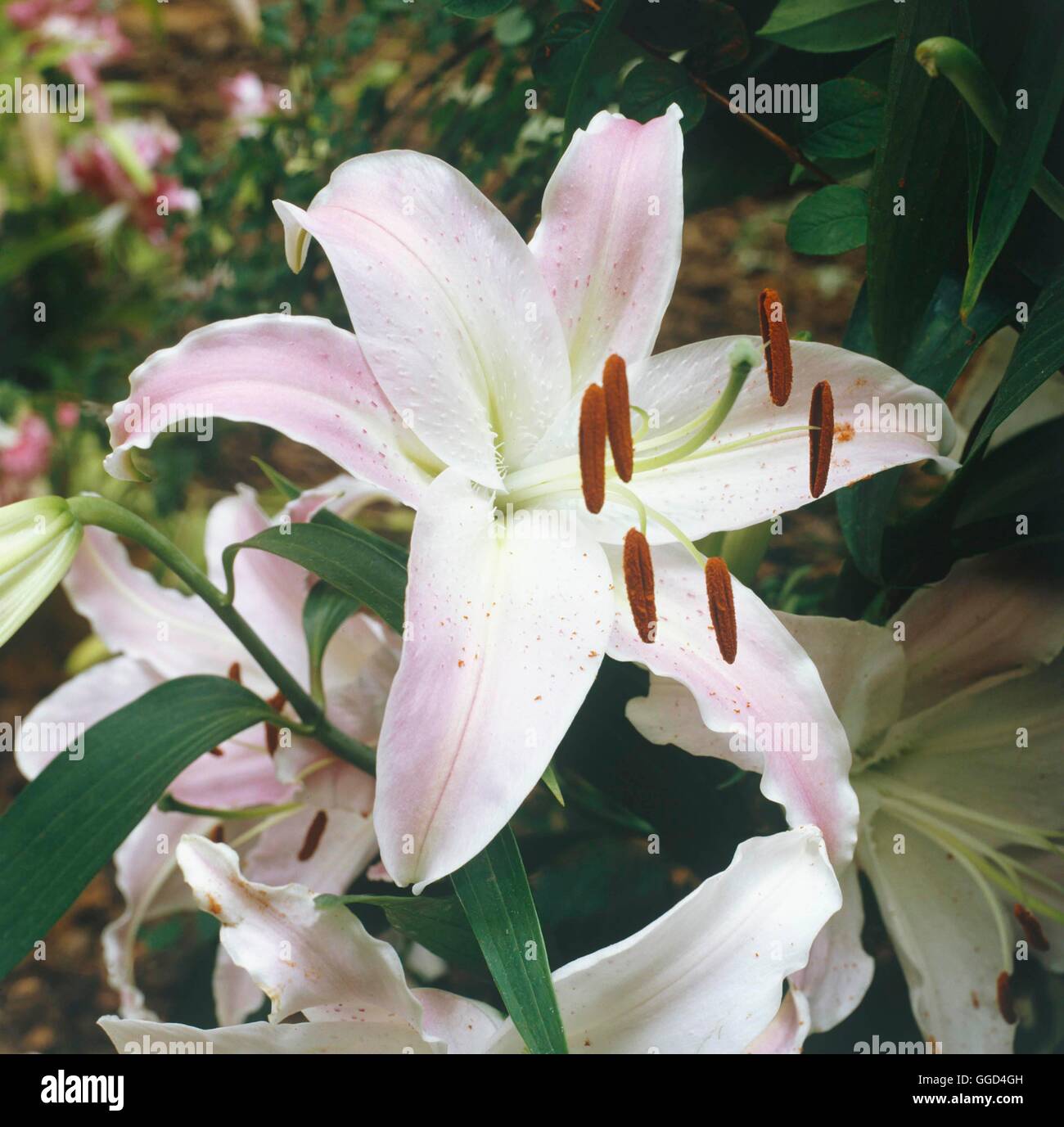 Lilium - 'Hit Parade' V015267 Banque D'Images