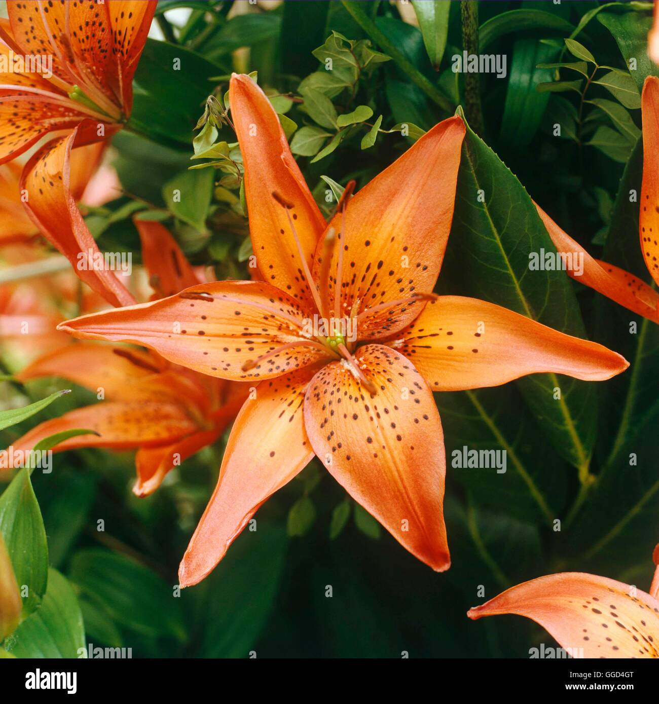 Lilium - 'Cadillac' V015284 Banque D'Images