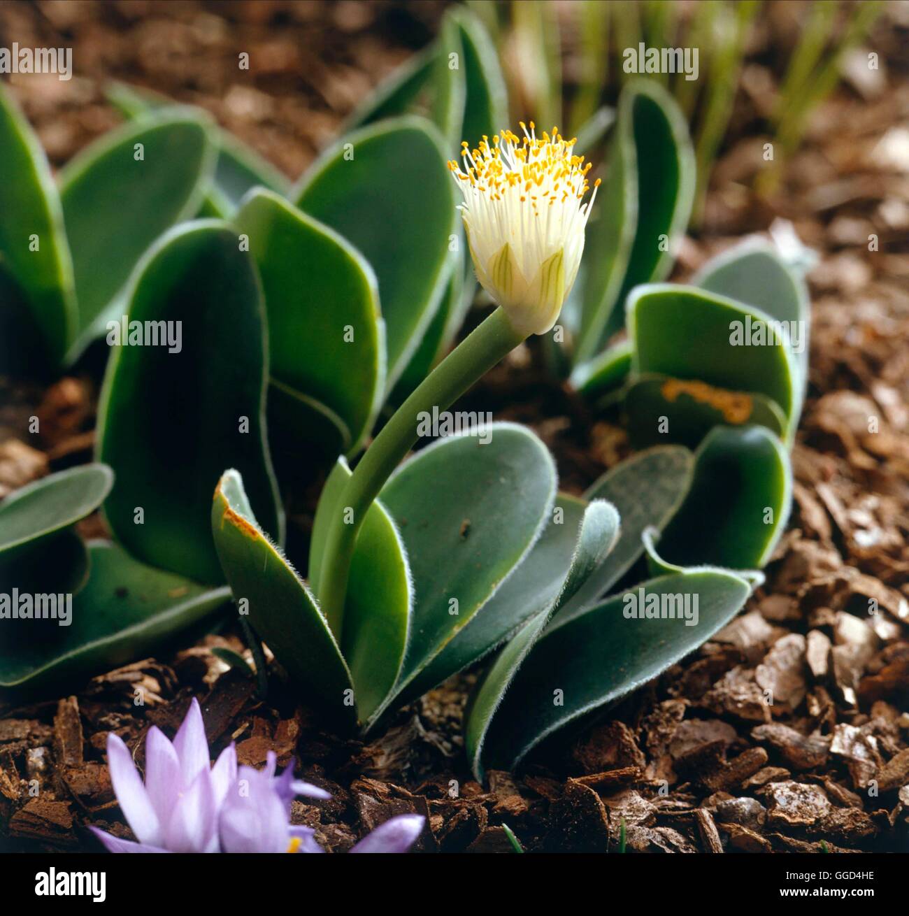 Haemanthus albiflos AGA V017840 Banque D'Images