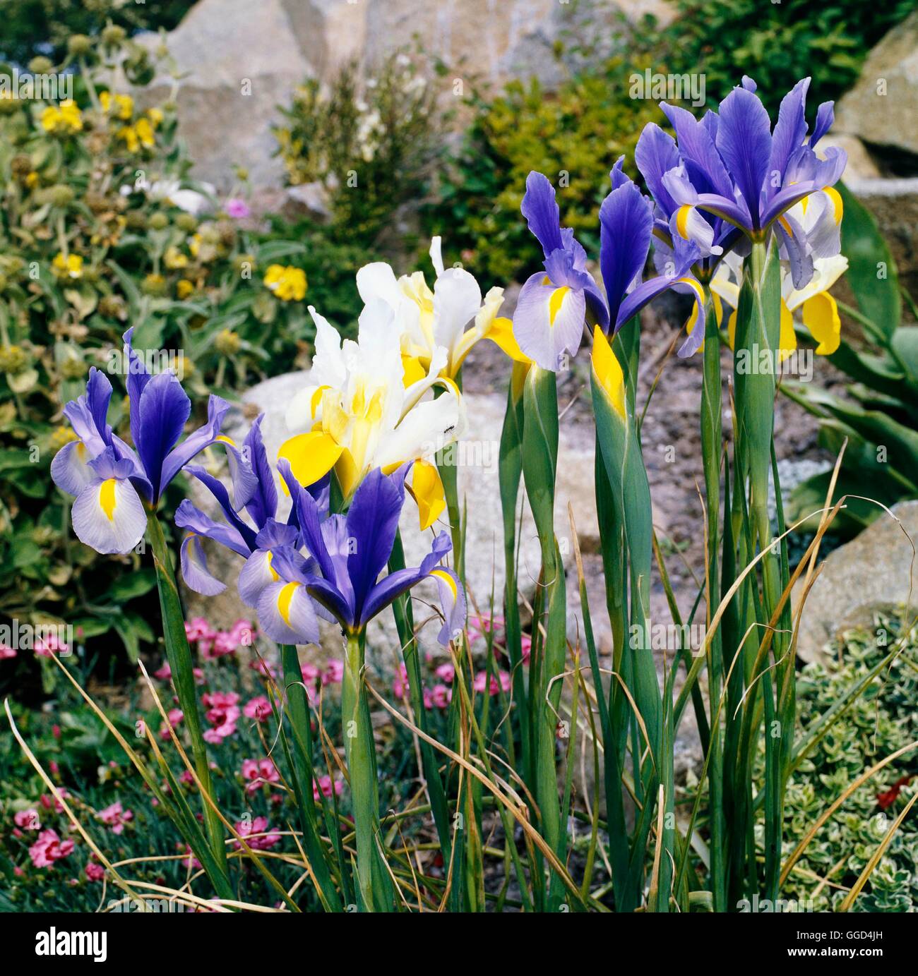 Iris xiphium - hybrides mixtes Dutch Iris V020855 Banque D'Images
