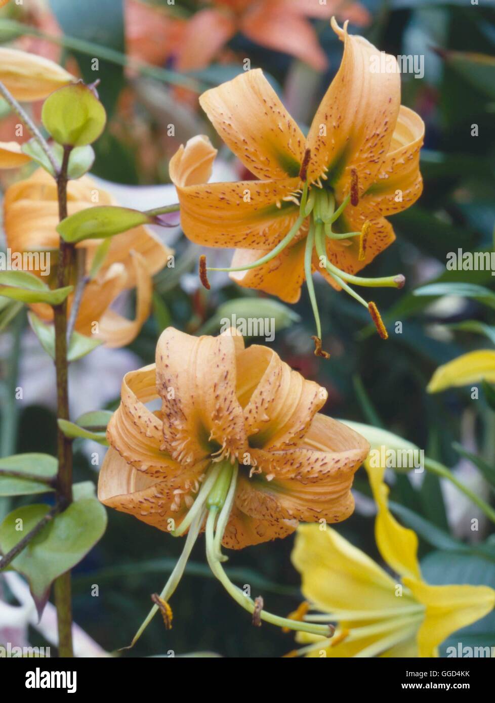 Lilium henryi AGA V028227 Banque D'Images