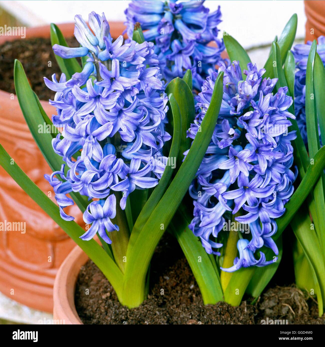 Hyacinthus orientalis - Bismark' 'V033141 Banque D'Images