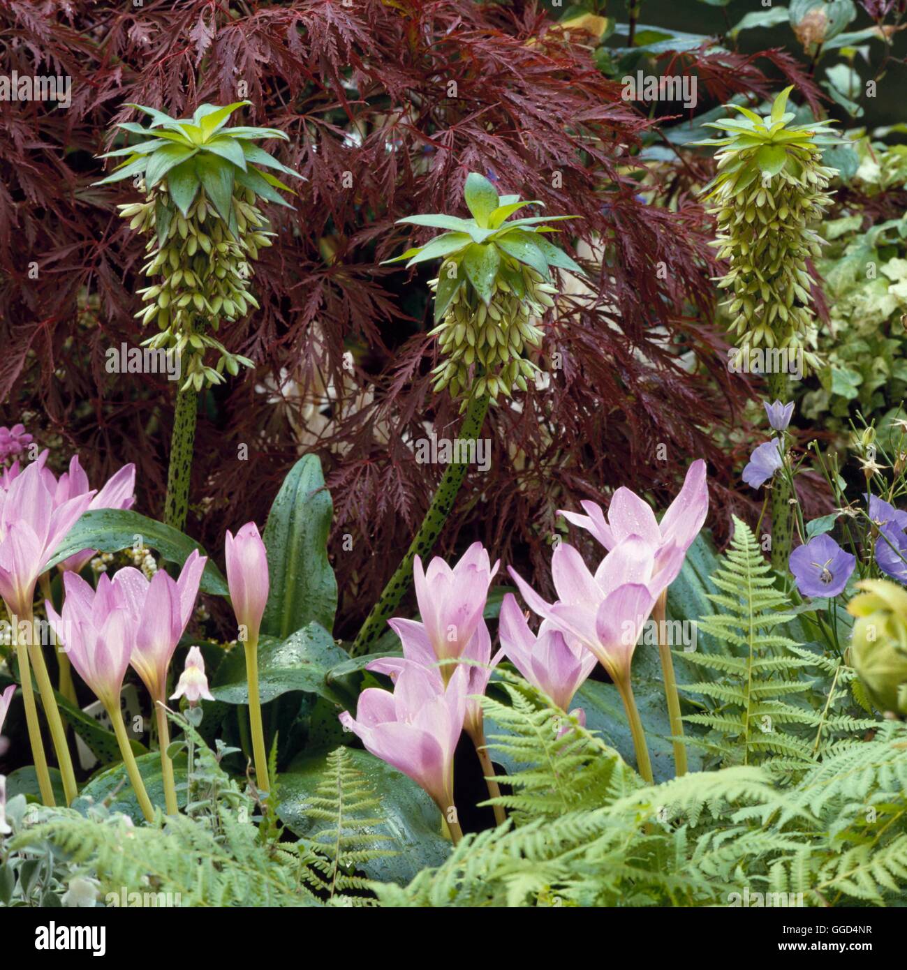 Eucomis bicolor - avec Colchicum 'Giant' V039031 Banque D'Images