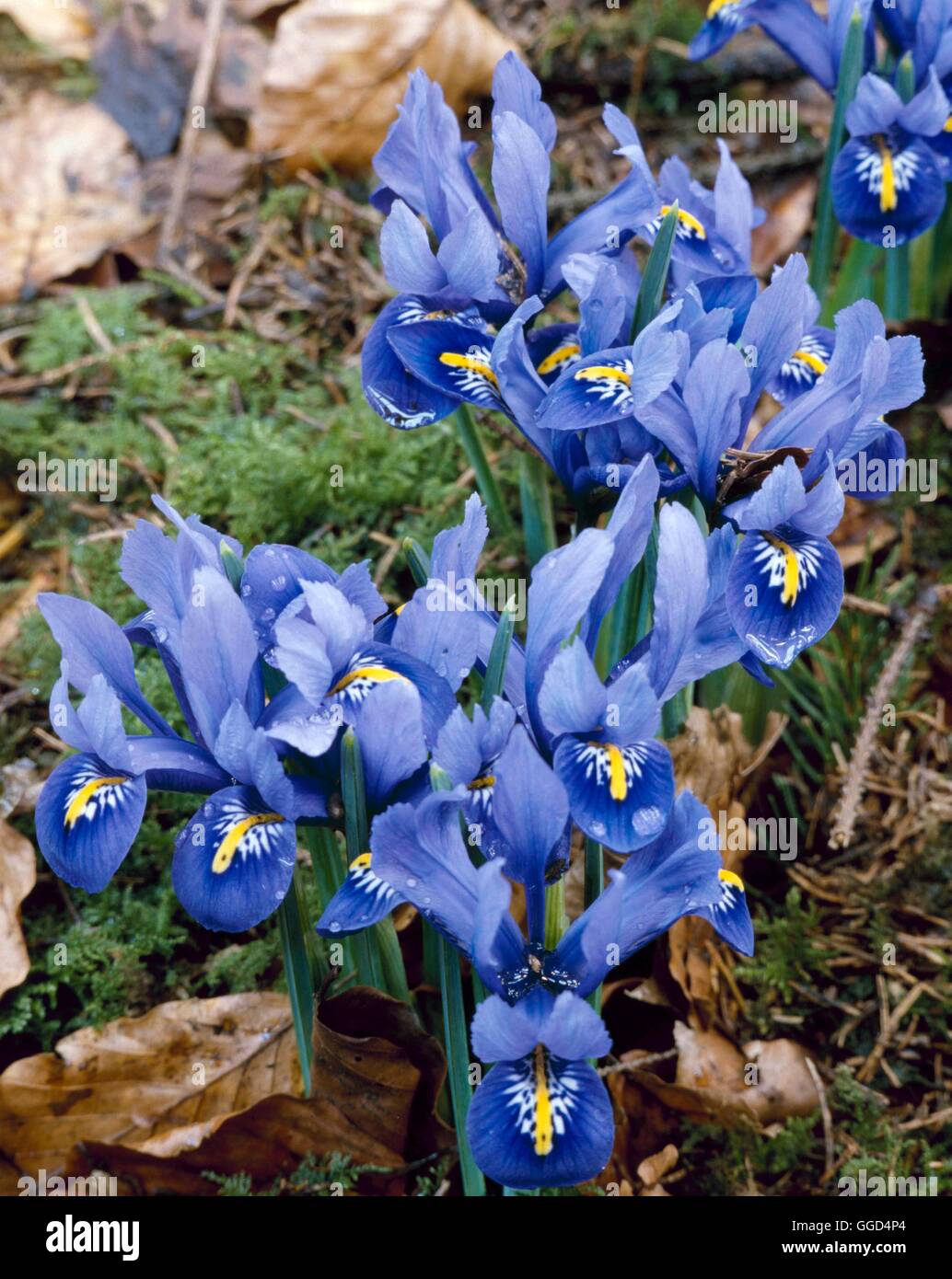 Iris - "Harmonie" (reticulata) V040912 Banque D'Images