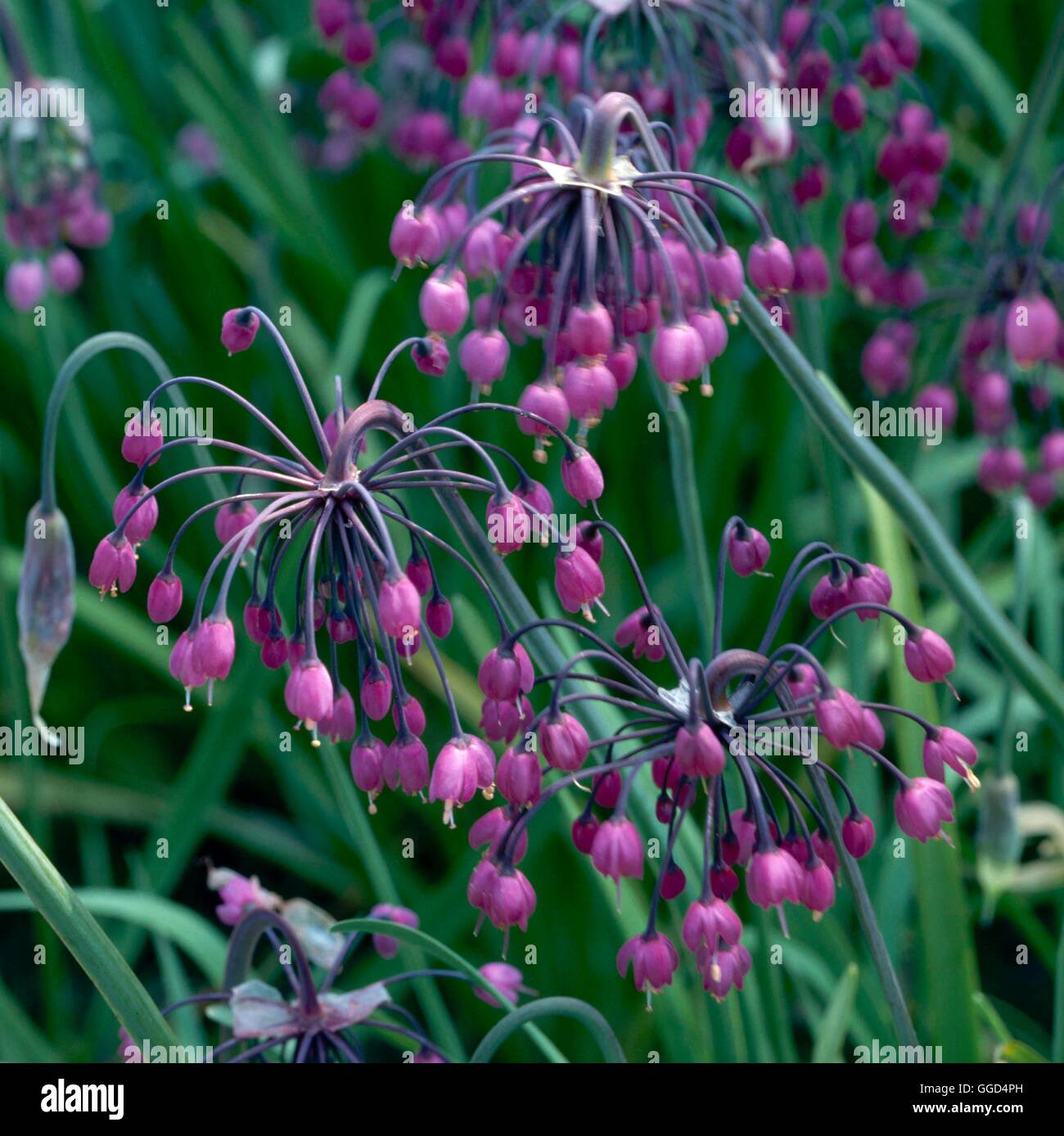 L'Allium cernuum V043200 Banque D'Images