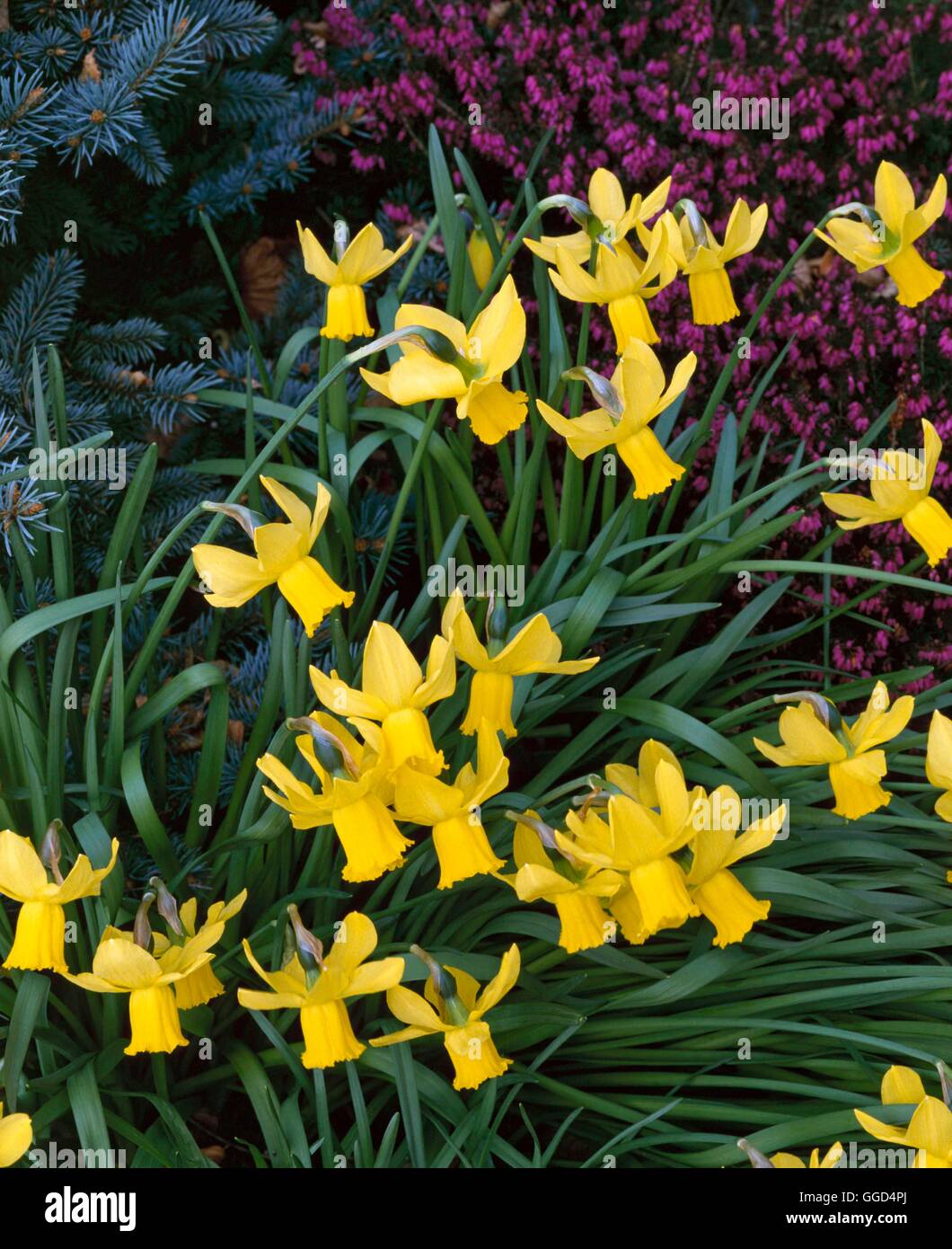 Narcisse - 'Voyeur' AGM (Cyclameneus) V042422 Banque D'Images
