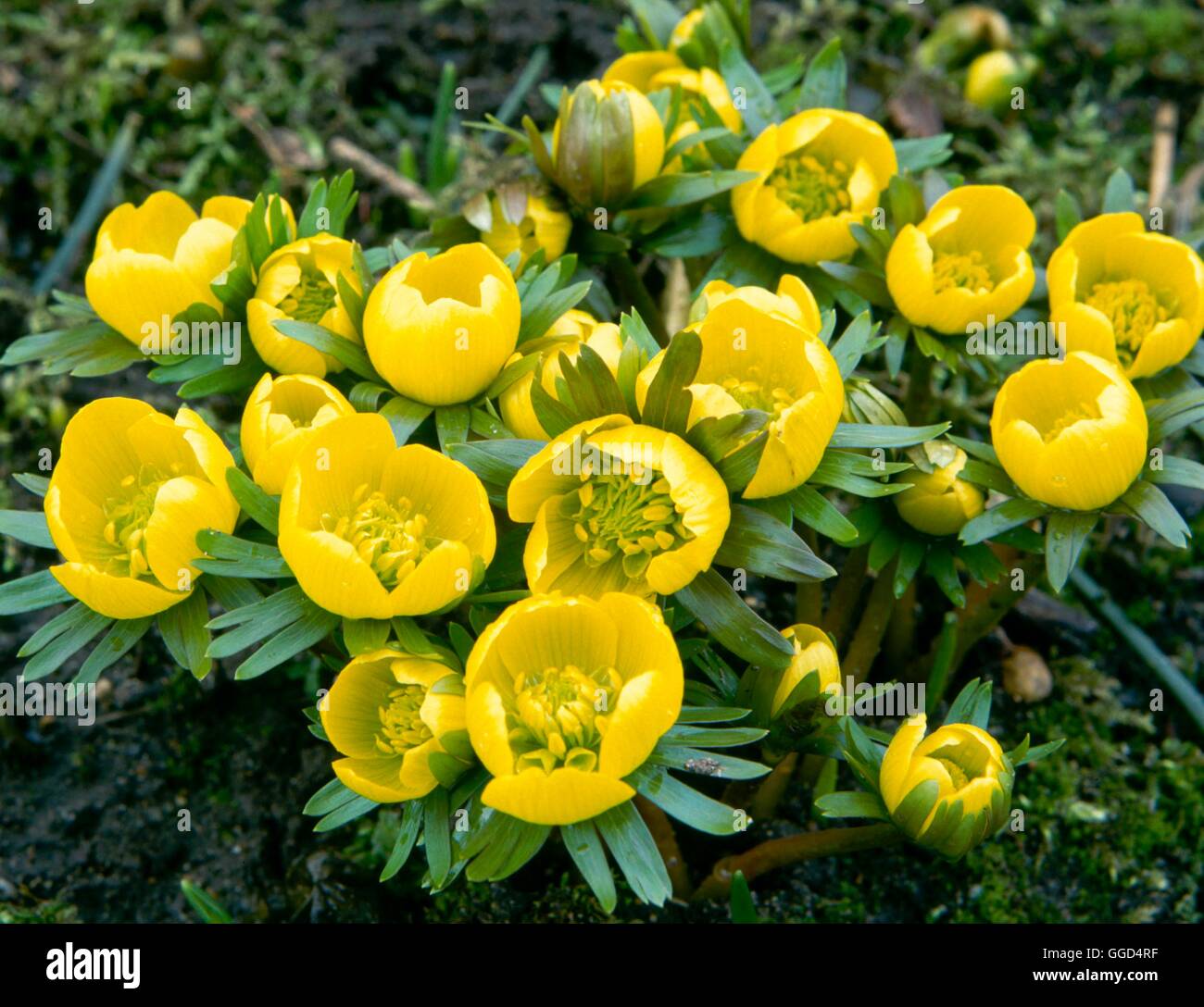 Eranthis hyemalis - Groupe Tubergenii V043689 Banque D'Images