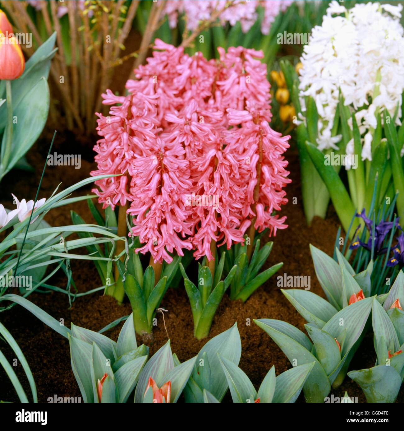 Hyacinthus orientalis - 'Amsterdam' V044295 Banque D'Images