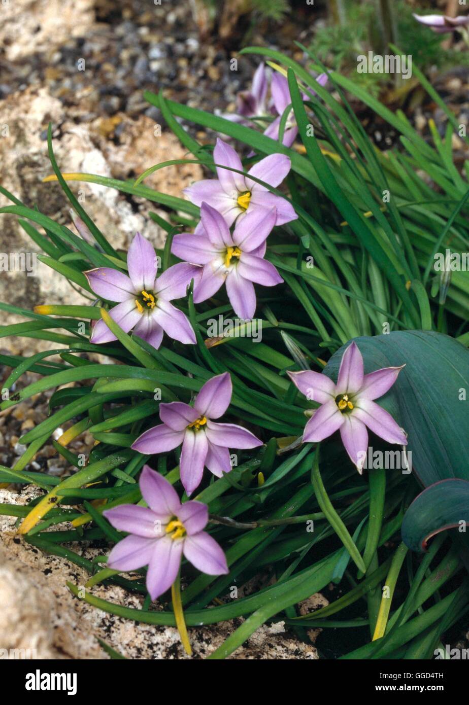 Ipheion uniflorum - 'Violaceum' V044699 Banque D'Images