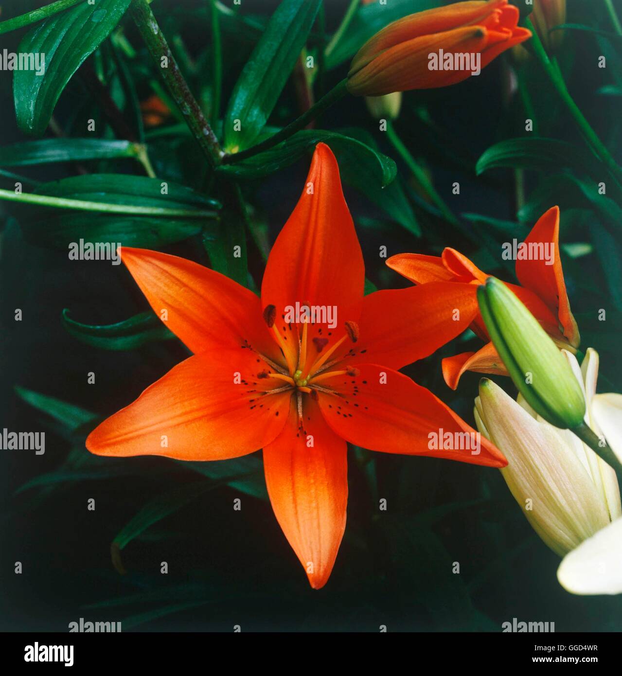 Lilium - 'Jolanda' (Mid-Century) V045318 Banque D'Images