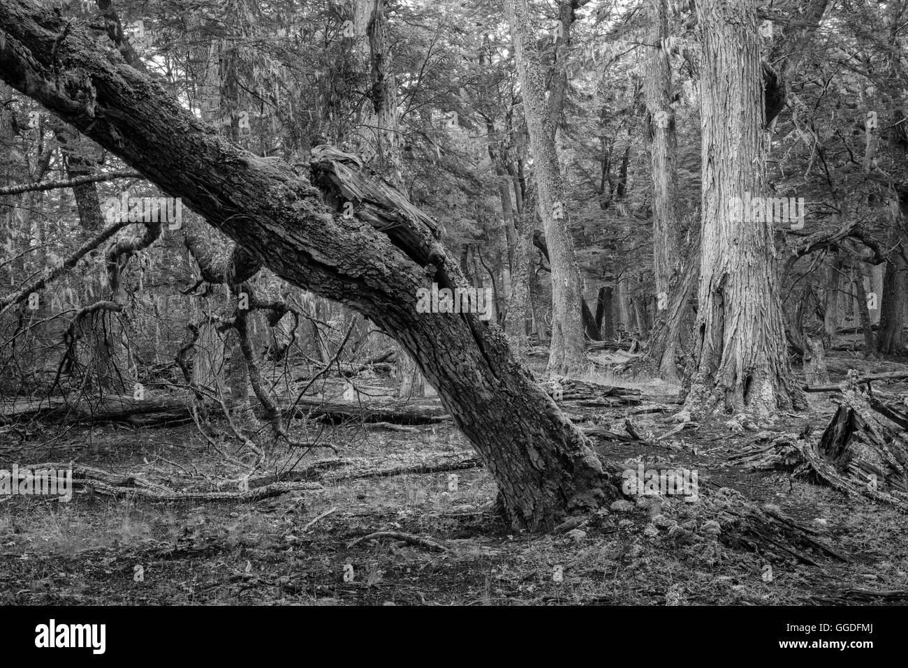 L'Amérique du Sud, la Terre de Feu, l'Argentine, l'Estancia Rolito, des forêts anciennes Banque D'Images