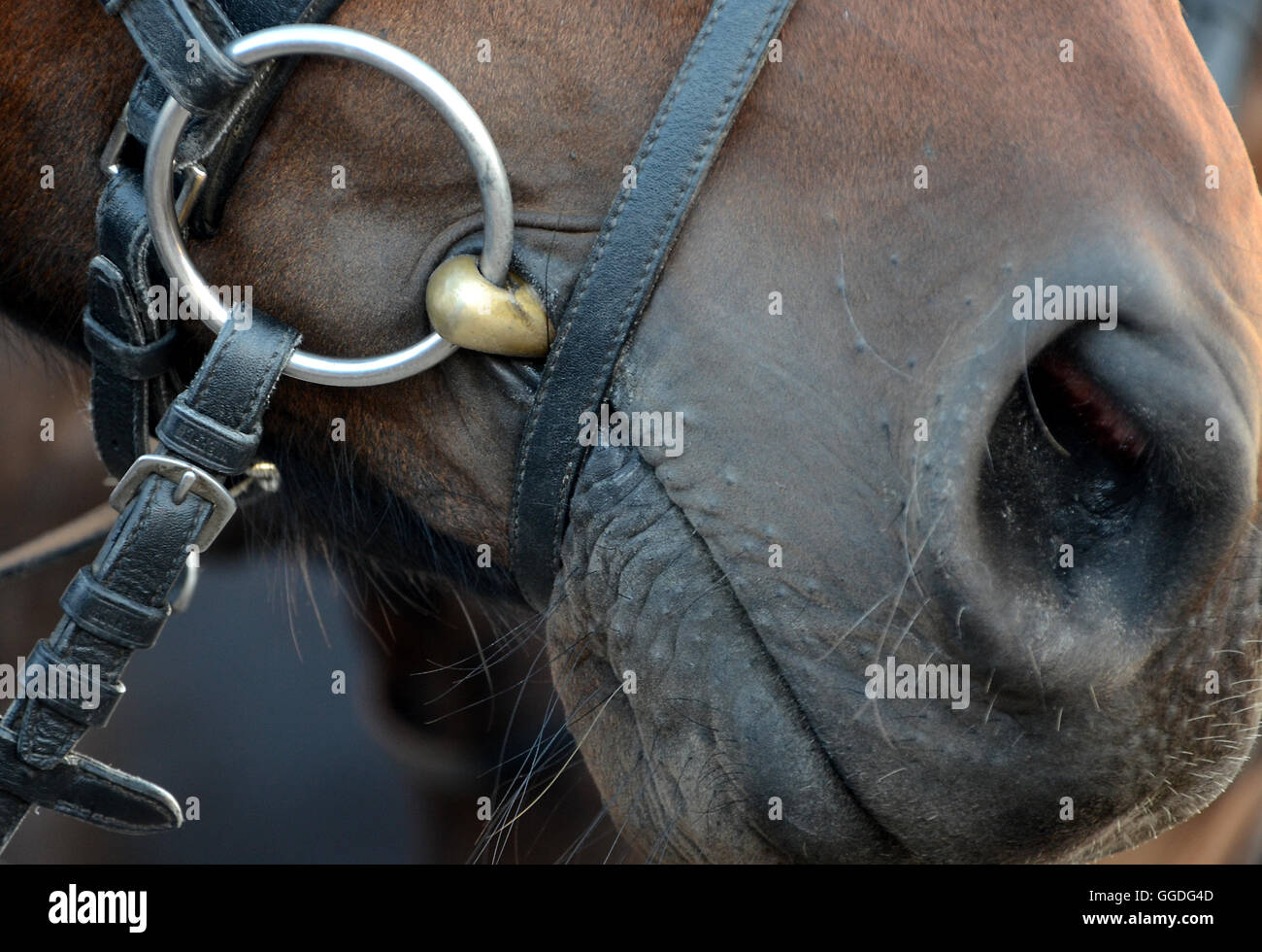 Avec un peu de cheval dans la bouche. Banque D'Images