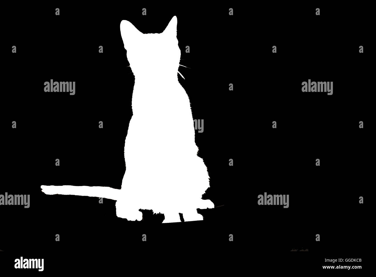 Chat noir et blanc illustré Banque D'Images